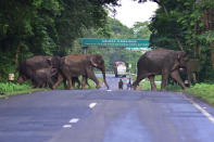 KAZIRANGA,INDIA-JULY 16,2020 :A herd of wild elephant cross a National Highway at the flood affected Kaziranga National Park in India's northeast state of Assam - PHOTOGRAPH BY Anuwar Ali Hazarika / Barcroft Studios / Future Publishing (Photo credit should read Anuwar Ali Hazarika/Barcroft Media via Getty Images)