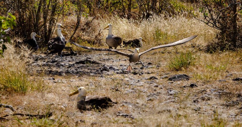 波狀信天翁（Waved albatrosses）僅在伊斯帕尼奧拉島繁殖。加拉巴哥象龜能夠踩平木質植物，打開地形，使信天翁更容易起飛和降落。（圖／Galápagos Conservancy）