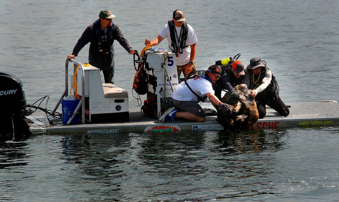 In this file photo members on a Water Follies rescue sled wrestle a tree stump from the Columbia River during the one-day Spring Testing event for race boats team preparing for the 2022 season.