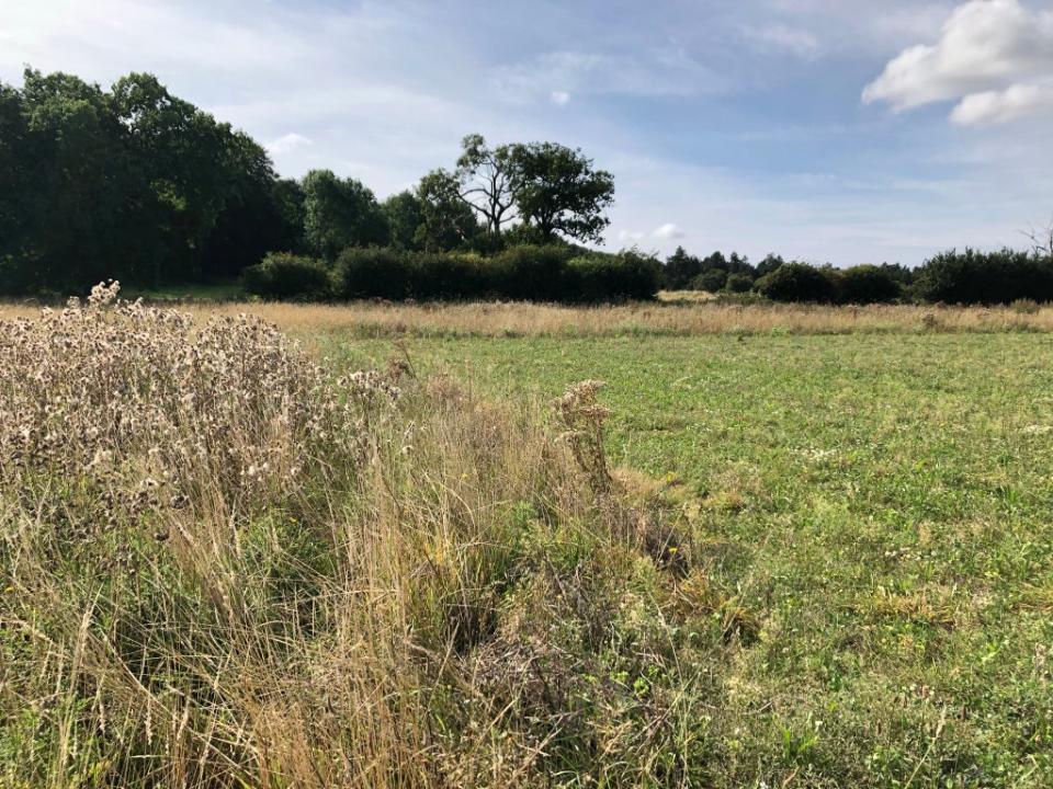 Cover crops in arable surrounded by wildlife-friendly margins at Wild Ken Hill (Emily Beament/PA)