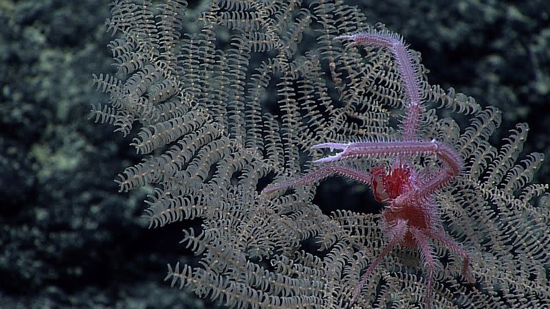 New Black Coral species discovery