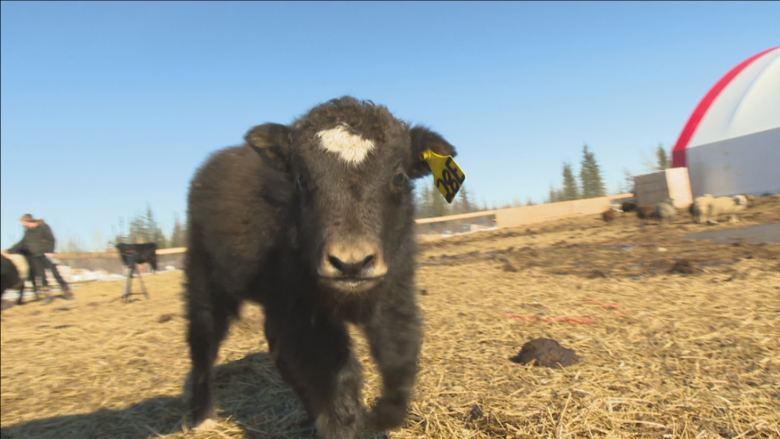Could yaks be the N.W.T.'s new cows?