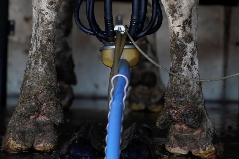 Automation is used to collect milk from a Holstein cow at Airoso Circle A Dairy in Pixley, California