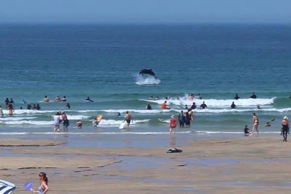 Dolphins delight tourists on Cornwall beach