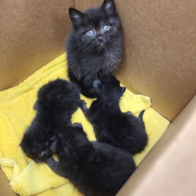 Binx and his little charges. (Photo: KC Pet Project)