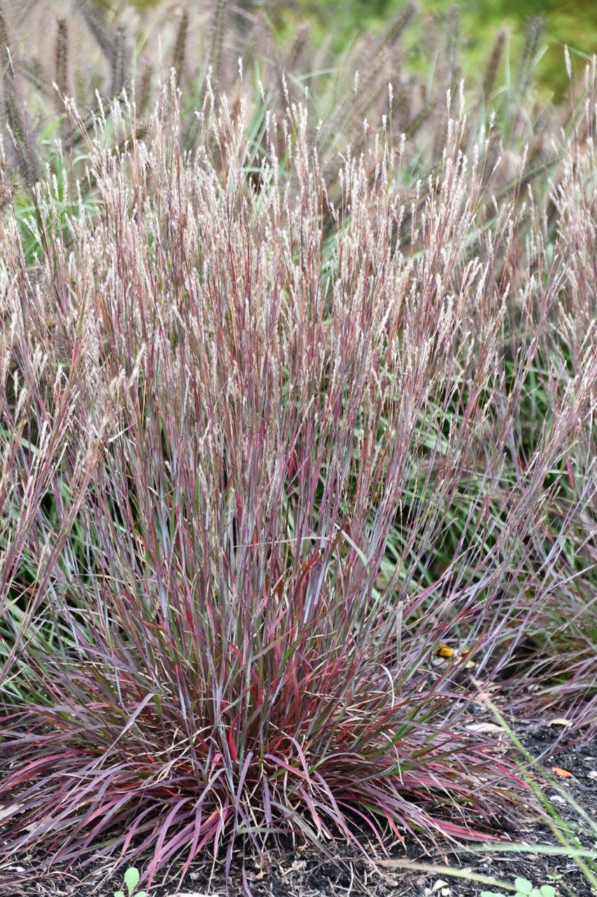Little Red Fox is a new cultivar of little bluestem with foliage that turns red in mid- and late-summer as it matures.
