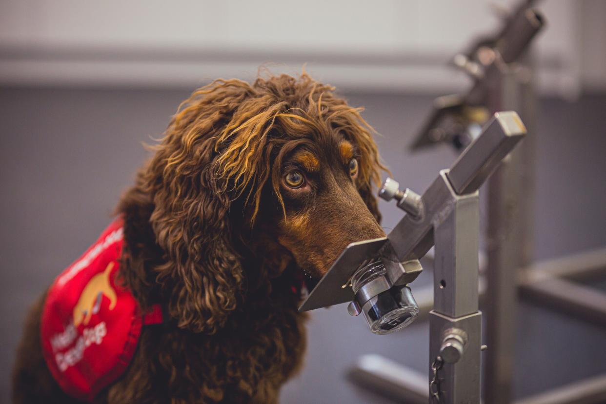 <p>The canines were able to sniff out samples from people who were infected with coronavirus</p>