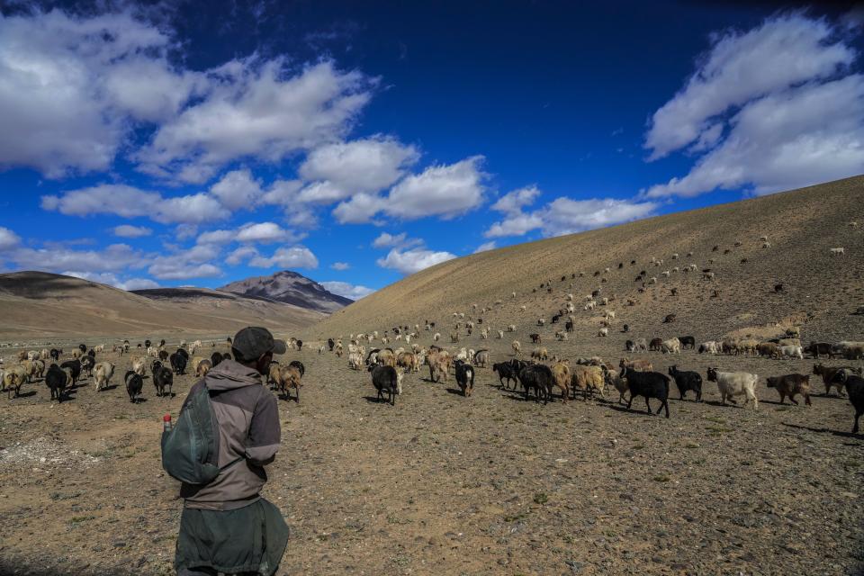 A nomadic herder shepherds his cattle flock on a mountain top in the remote Kharnak village in the cold desert region of Ladakh India, Saturday, Sept. 17, 2022. Thousands of Ladakh nomads known for their unique lifestyle in one of the most hostile landscapes in the world have been at the heart of changes caused by global warming, compounded by border conflict and shrinking grazing land. (AP Photo/Mukhtar Khan) (AP Photo/Mukhtar Khan)
