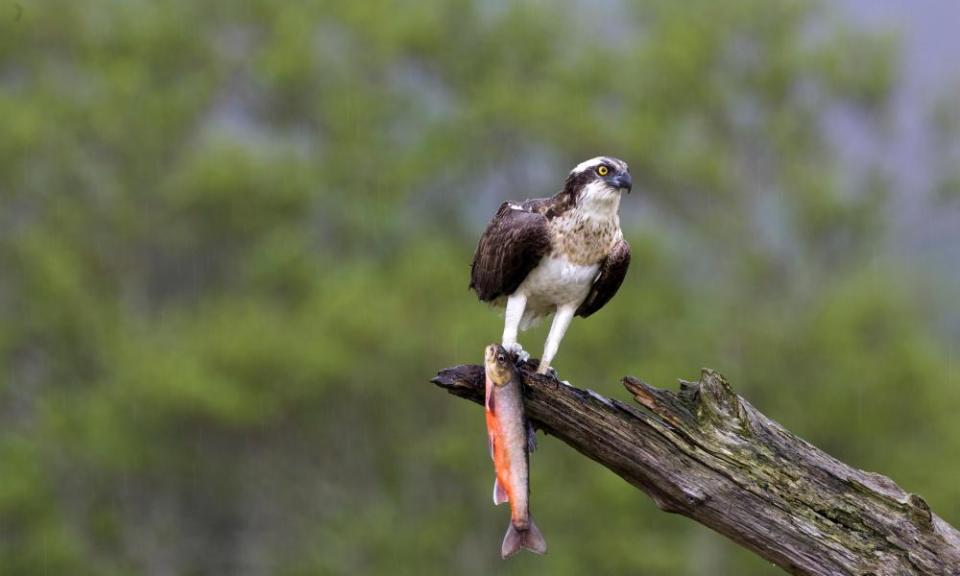 An osprey with a trout.