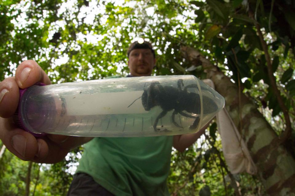 The world's largest documented bee was missing for nearly four decades, until a team of researchers rediscovered the insect last month in Indonesia.