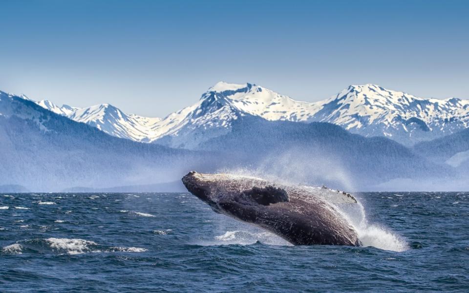 Glacier Bay National Park - Getty