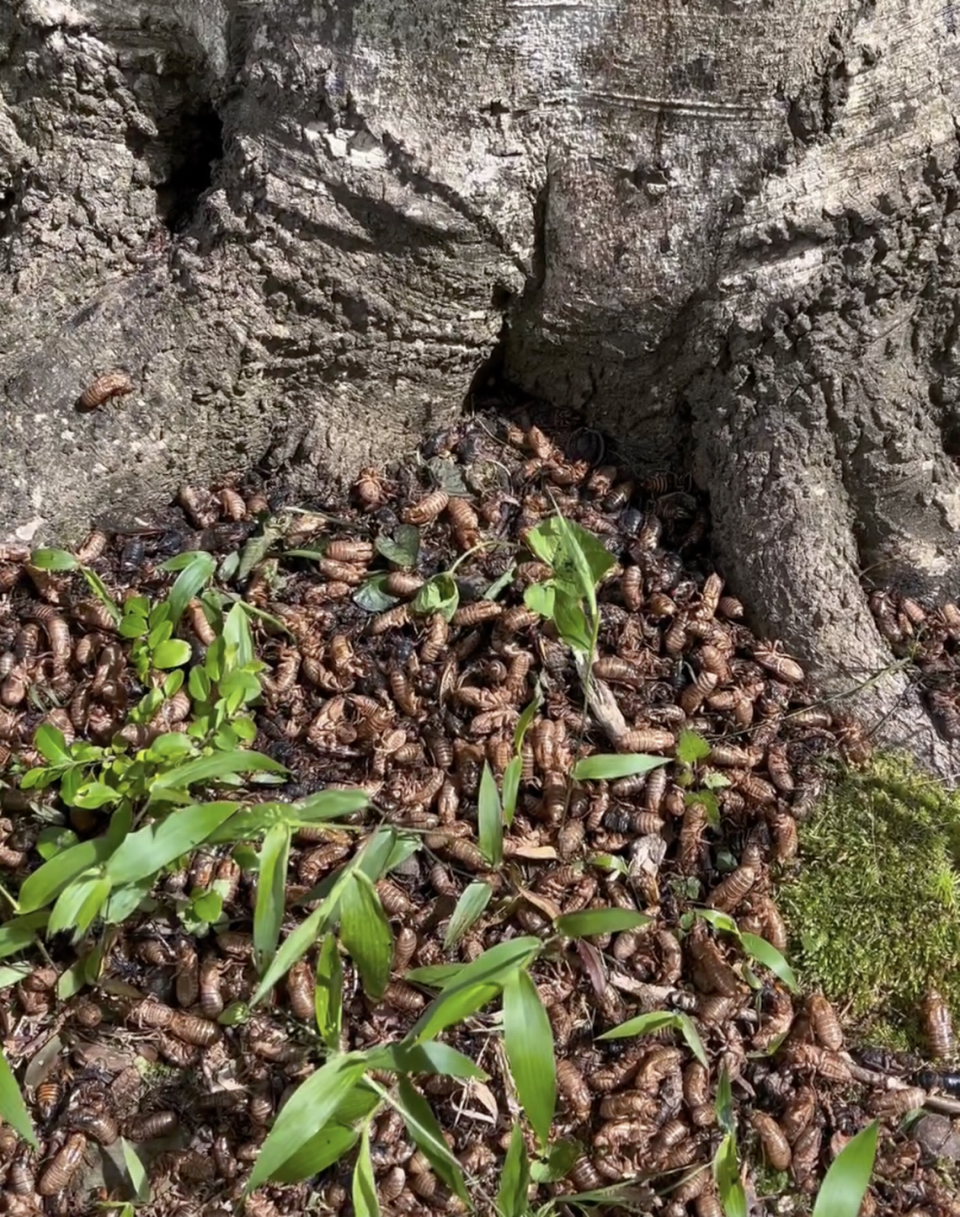 Susan Doyle is loving watching the emergence of Brood XIX.