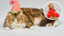 <p>Treat your pet with something special this festive season.<br>Photo: Petbarn </p>