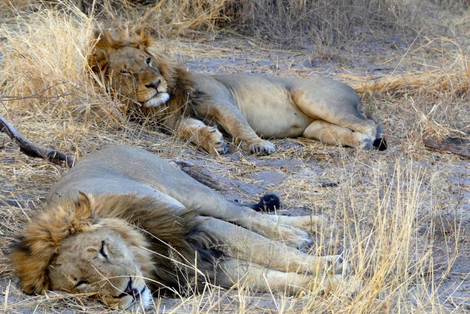 This Sept. 1, 2016 photo taken from a safari vehicle parked along the edge of Botswana's Moremi Game Reserve shows a pair of male lions stretched out for a nap in the shade. Photo tours travel when lighting is at its best, during the "golden hours" of early morning and late afternoon. Botswana's grasslands attract many species of plains animals like this pair of male lions, basking in the shade. (Dean Fosdick via AP)