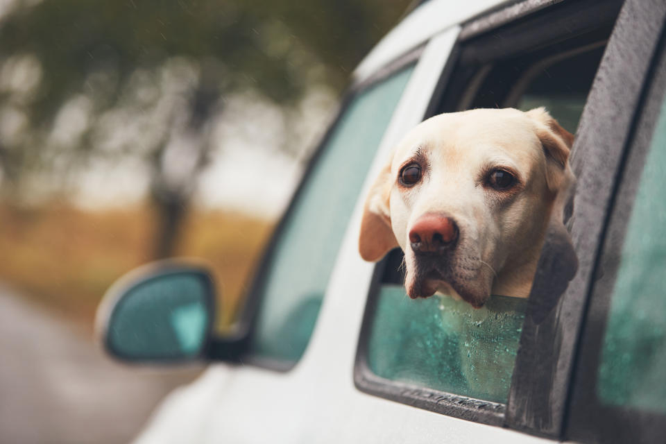 Unter anderem können Hunde schnell für einen muffeligen Geruch im Auto sorgen. (Bild: Getty Images)