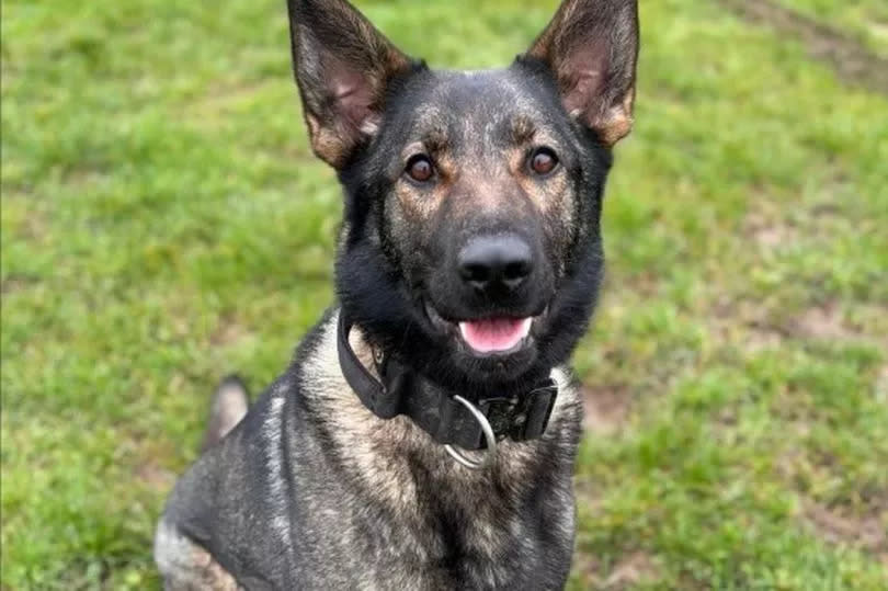 PD Zyla died in the line of duty