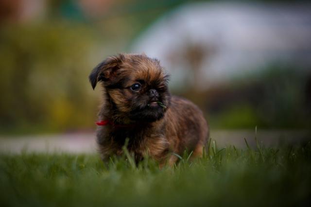 Verdell the Brussels Griffon