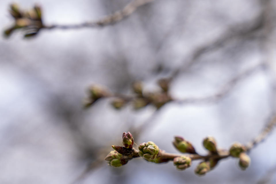 Buds of cherry blossoms along the Tidal Basin in Washington, Thursday, March 10, 2022. (AP Photo/Andrew Harnik)