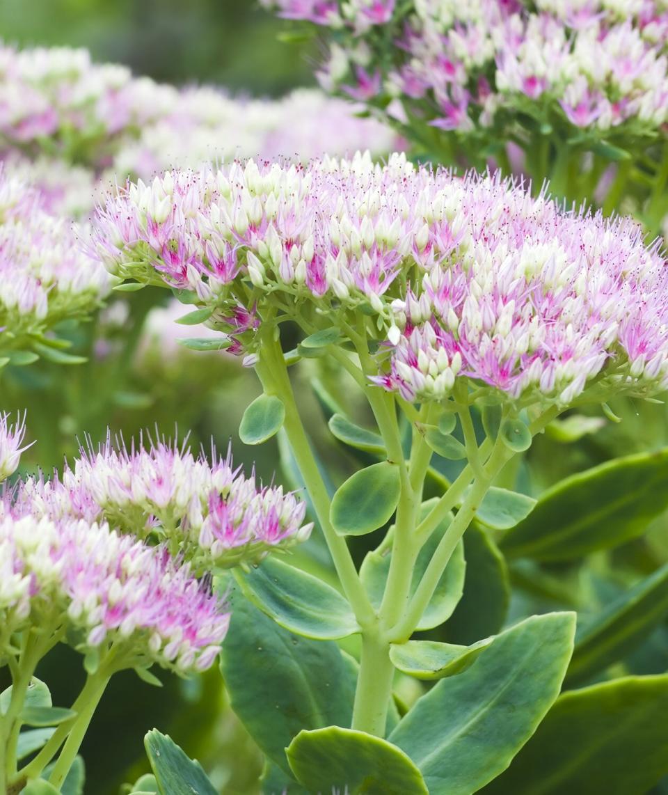 Stonecrop (Sedum)