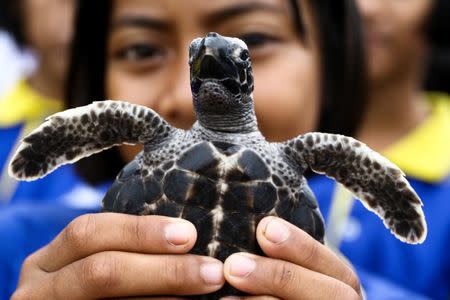 A well-wisher holds a sea turtle at the Sea Turtle Conservation Center as part of the celebrations for the upcoming 65th birthday of Thai King Maha Vajiralongkorn Bodindradebayavarangkun, in Sattahip district, Chonburi province, Thailand, July 26, 2017. REUTERS/Athit Perawongmetha