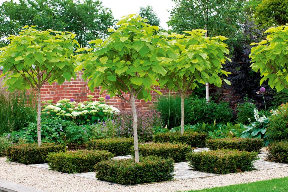 <p> Looking to add something a little different to your garden? A display like this is bound to turn heads. </p> <p> The &apos;Nana&apos; variety of Indian bean trees (Catalpa bignonioides nana) is a more compact version than its larger counterparts, and looks stunning arranged in a paved space. Surrounded by neatly-clipped evergreens, the scene has a sculptural vibe &#x2013; a great way to liven up a quiet corner. </p> <p> You could swap out the trees depending on your style &#x2013; how about some blossoming fruit trees, or vibrant acers?&#xA0; </p>