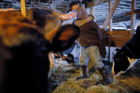 Dairy farmer Fred Stone breeds a cow for a neighbor, after discovering the soil, hay, and the milk from the cows on his farm contain extremely high levels of PFAS chemicals resulting from a 1980's state program to fertilize the pastures with treated sludge waste and making the milk unsuitable for sale, in Arundel, Maine, U.S., March 11, 2019. Picture taken March 11, 2019. REUTERS/Brian Snyder