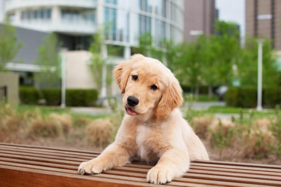 Golden Retriever climbing on bench