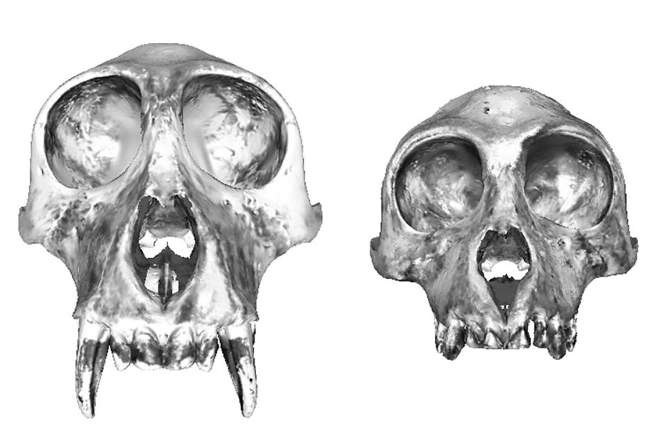 3D model screenshots of a male proboscis monkey (left) and a female proboscis monkey (right). Male nasal aperture size is 29% larger than that of females, and males and females differ in their nasal aperture shape. Katharine Balolia/Morphosource Media (USNM521841; ID 000345556 and USNM142224; ID 000345144)