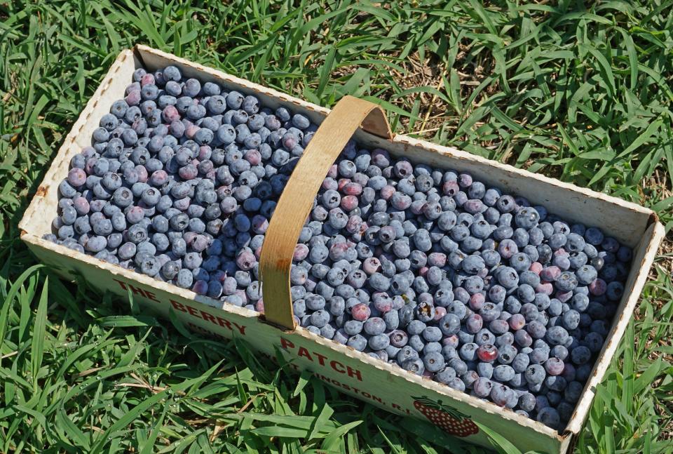 A basket of blueberries, this one from Pinecrest Farm in Richmond, provides many sweet treats.