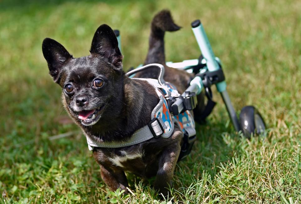 Retired Sarasota, County deputy, John Cox's 100th animal from all around the world that he has helped. Delhi is a 4-year-old Chihuahua mix, whose hind legs are paralyzed, can now roam freely with the new wheels. She is still looking for a new home and is at Satchel's Last Resort Rescue and Sanctuary in Sarasota.