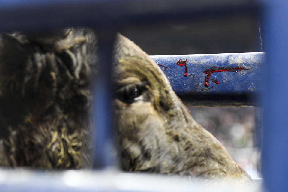 The game of “Cowboy Pinball” seems like it could use some rethinking. (Getty Images)