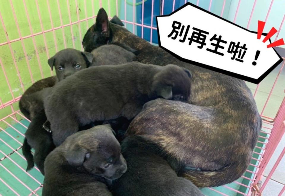 家中犬貓不慎懷孕產子，飼主將面臨新台幣五萬元以上廿五萬元以下罰鍰。（動保處提供）