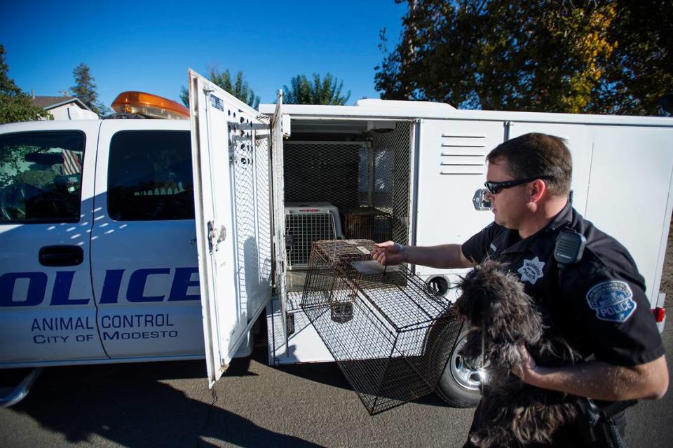 Modesto Police Animal Control officer Chris Haubrich puts a stray dog into a carrier during a dog sweep in South Modesto, Calif., on Saturday, October 18, 2014.