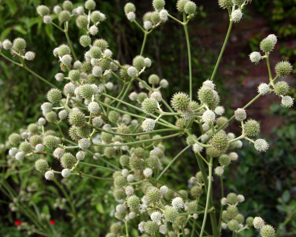 sea holly E. eburneum in bloom