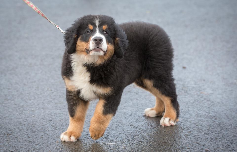 The Bernese Mountain Dog is the third most popular dog breed in the United States, according to new research by PetLab.