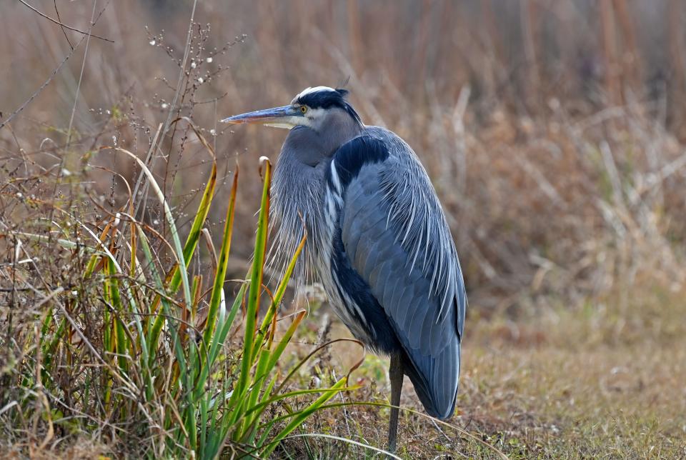 A Great Blue Heron is seen at Kenilworth Park and Aquatic Gardens in Washington, DC on December 3, 2020. (Photo by Eva HAMBACH / AFP) (Photo by EVA HAMBACH/AFP via Getty Images)