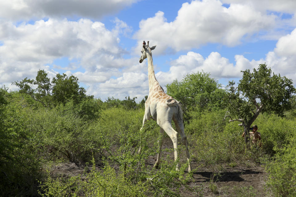 全球唯一的白長頸鹿現生活在肯亞伊沙格比尼牛羚自然保護區（AP）