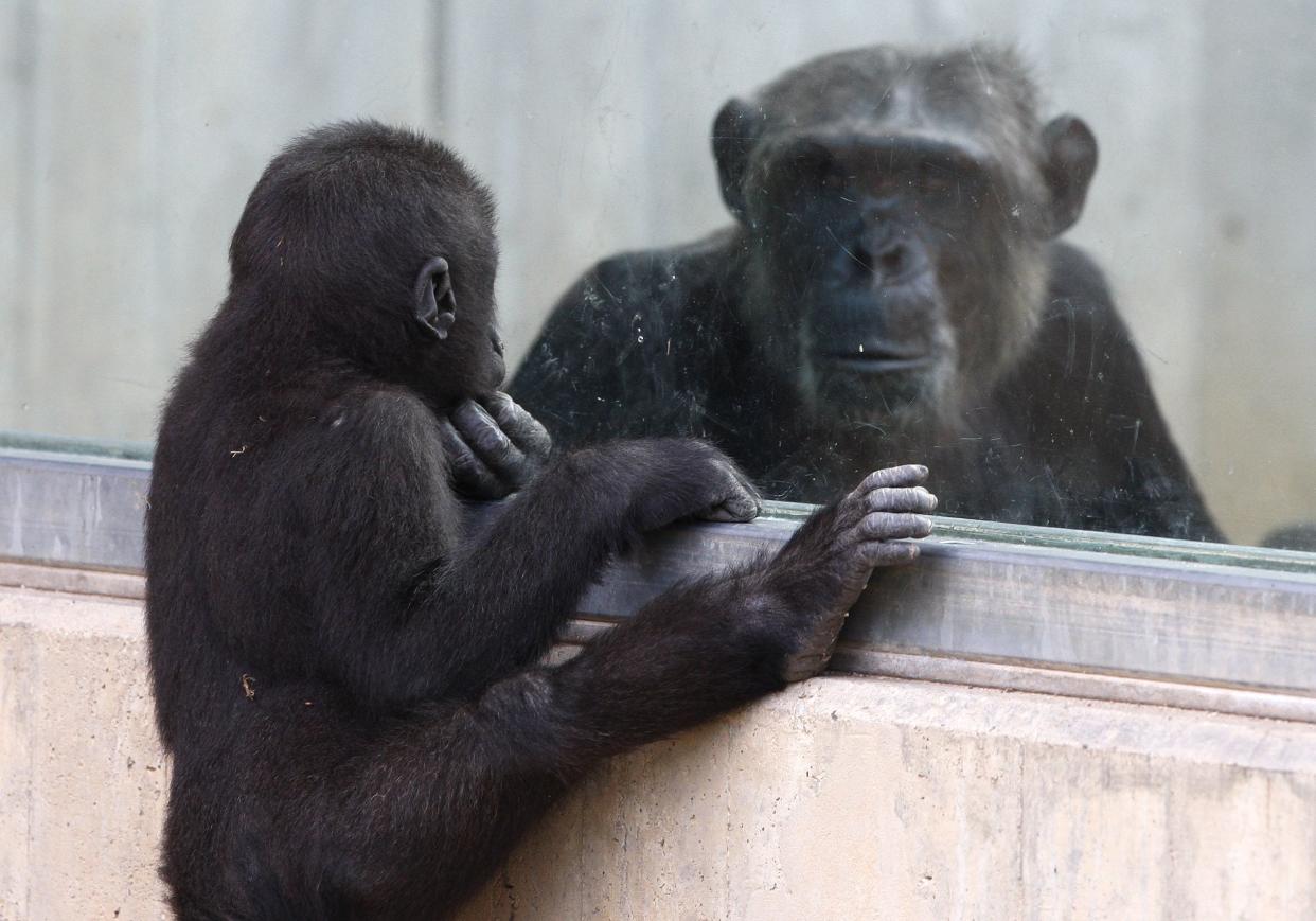 A gorilla baby looks through a window to view a chimp at the zoo in Heidelberg, Germany.