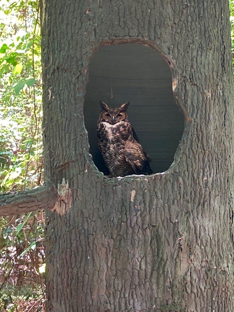 A sleepy great-horned owl in her habitat enclosure, she arrived at the wildlife center after recovering from an eye injury.
