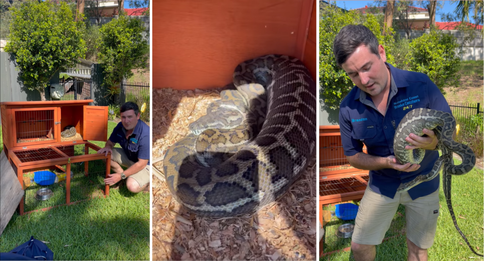 Brandon Gifford next to carpet python inside guinea pig's cage (left), a close-up of the snake (middle), and Brandon holding the snake with its swollen belly (right)