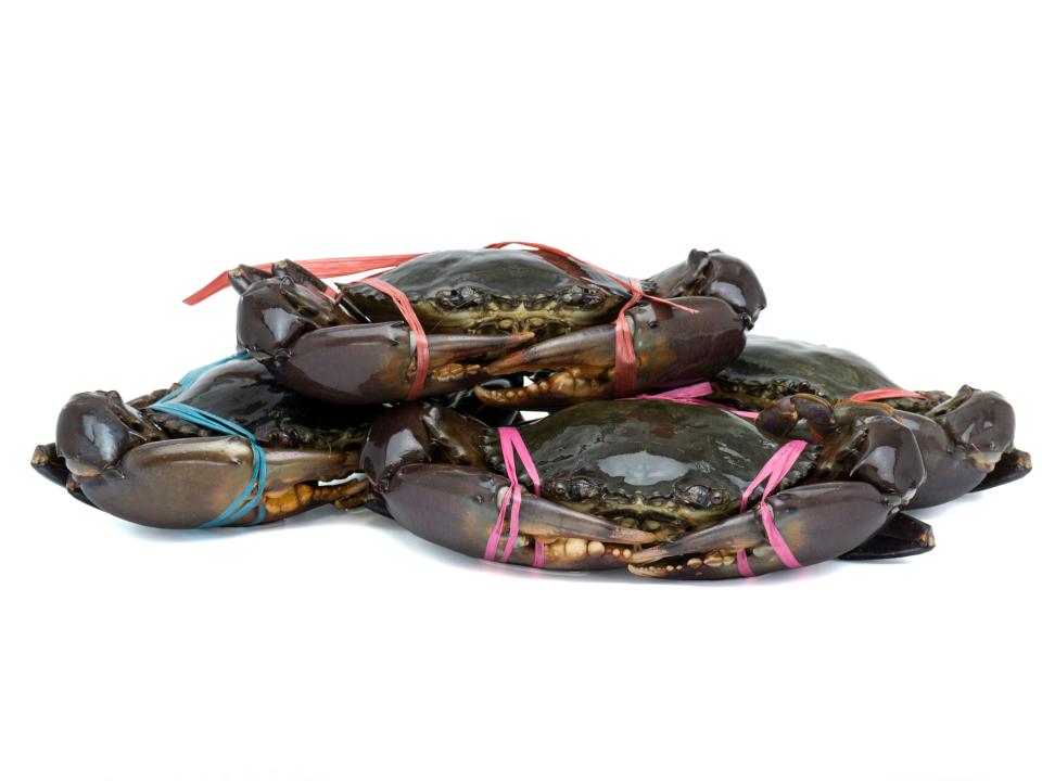 Mud crabs with their pincers tied up.