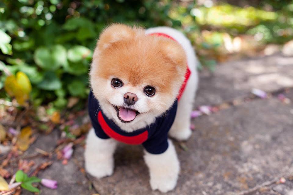 Social media sensation Boo the Pomeranian dog 'dies of heartbreak' aged 12