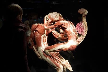 A visitor looks at plastinated human bodies during a press preview prior to the opening of "Body Worlds" permanent exhibition by German anatomist Gunther von Hagens at the Menschen Museum in Berlin February 17, 2015. REUTERS/Stefanie Loos