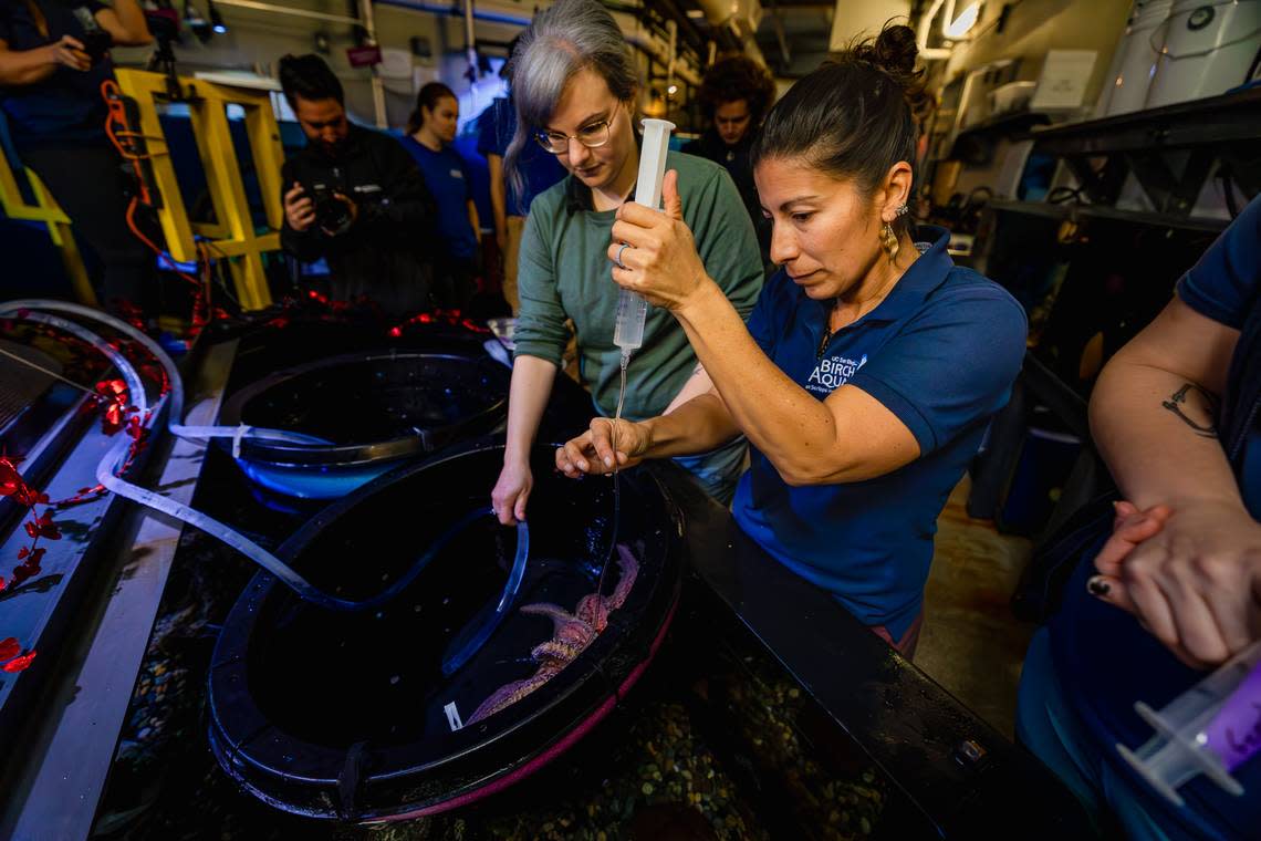 Melissa Torres from Birch Aquarium and Riah Evin from California Academy of Sciences administer a spawn-inducing hormone to a female sunflower sea star.