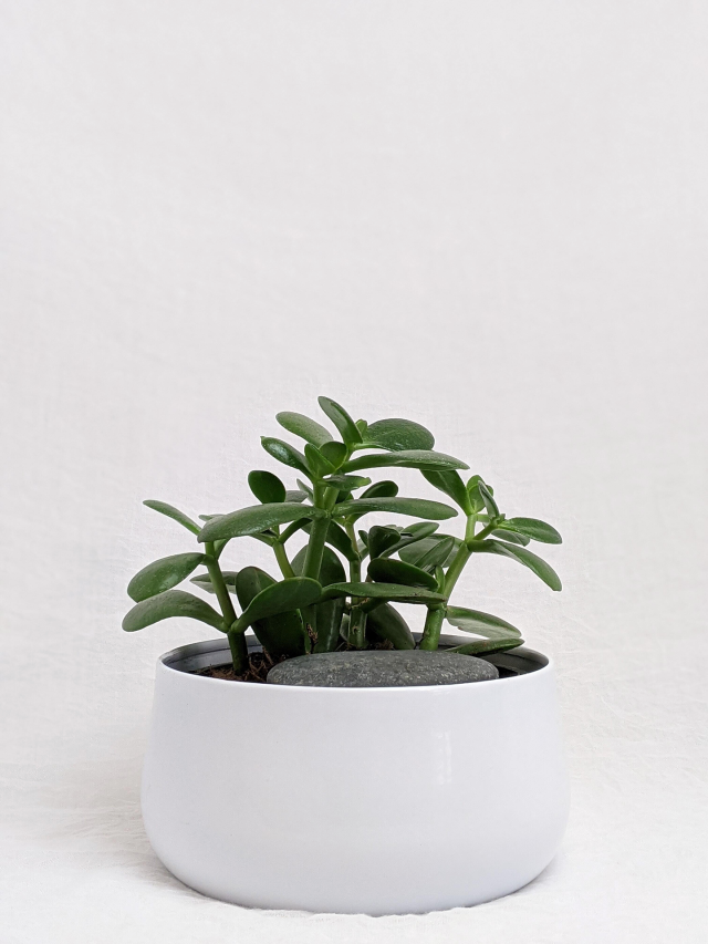 Prayer Plant in White Pot - The Bouqs Co.