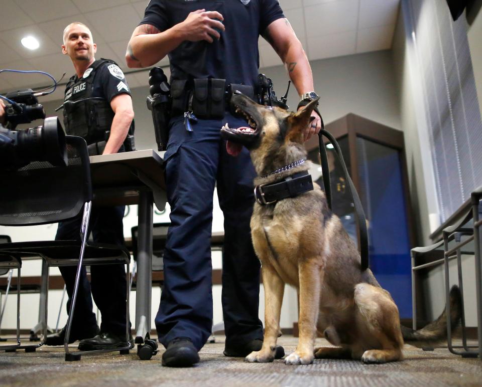 New K-9 partner with the Gainesville Police Department, Ranger, an 18-month-old German Shepherd and Belgian Malinois mix, with officer Josh Meurer during an introduction ceremony for the K-9 at the GPD Hall of Heroes, in Gainesville Monday April 23, 2018. Ranger was purchased with funds donated by Steven A. Bagen & Associates.