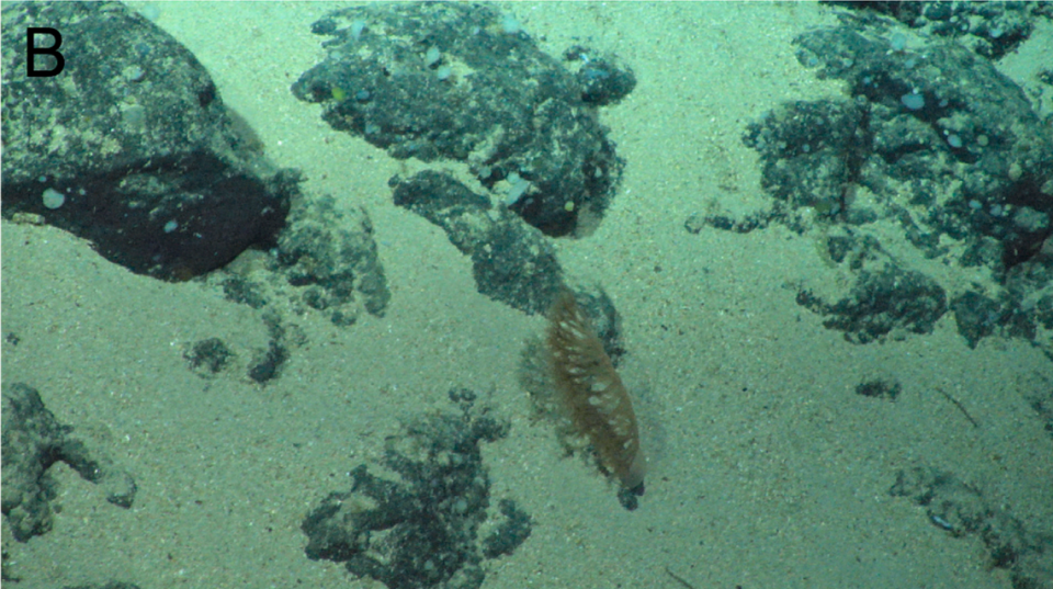 An Anthoptilum gnome, or gnome sea pen, as seen in its natural habitat.