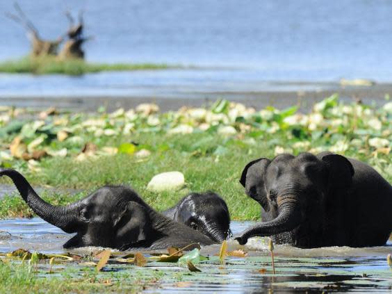 Elephants at Sri Lanka's Yala National Park, close to Jetwing Yala hotel (Getty)