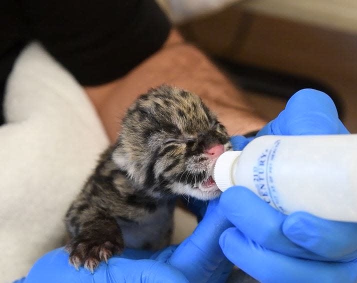 The Oklahoma City Zoo and Botanical Garden's 2-year-old female clouded leopard, Rukai, gave birth to this female kitten on Aug. 6 at the zoo’s Cat Forest habitat.