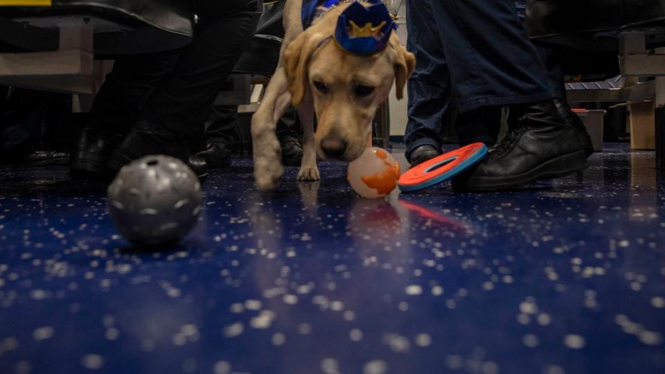 Ike the carrier dog enjoys a birthday celebration in his honor on the mess decks of the amphibious assault ship Wasp in July. (Mass Communication Specialist 1st Class Alora R. Blosch/Navy)